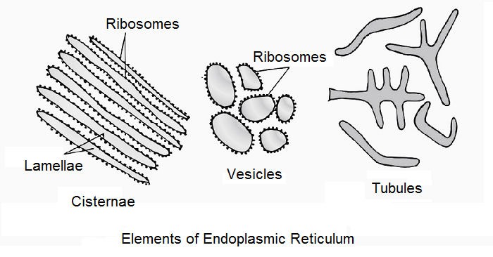 Elements of Endoplasmic Reticulum